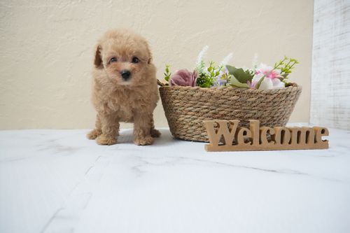 滋賀県のトイプードル(タイニー) (いっぷく湖南店/2025年10月16日生まれ/男の子/オレンジフォーン)の子犬の2枚目の画像