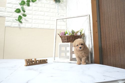 滋賀県のトイプードル(タイニー) (いっぷく湖南店/2025年10月16日生まれ/男の子/オレンジフォーン)の子犬の2枚目の画像