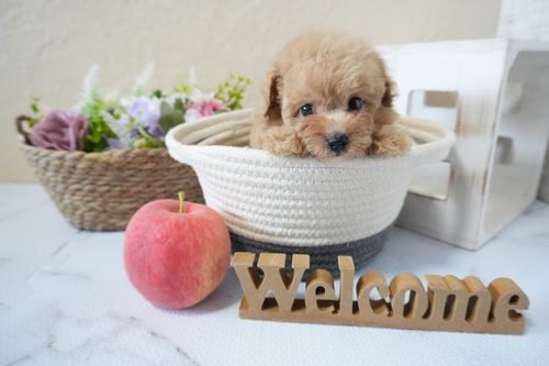 滋賀県のトイプードル(タイニー) (いっぷく湖南店/2025年10月16日生まれ/男の子/オレンジフォーン)の子犬の3枚目の画像