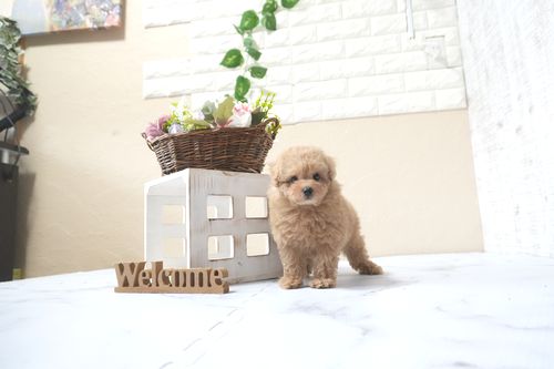 滋賀県のトイプードル(タイニー) (いっぷく湖南店/2025年10月16日生まれ/男の子/オレンジフォーン)の子犬の3枚目の画像