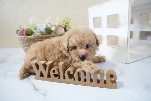 滋賀県のトイプードル(タイニー) (いっぷく湖南店/2025年10月16日生まれ/男の子/オレンジフォーン)の子犬の4枚目の画像