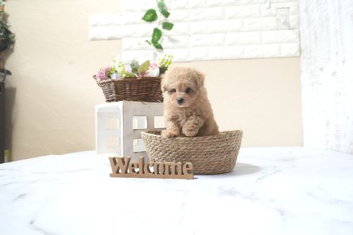 滋賀県のトイプードル(タイニー) (いっぷく湖南店/2025年10月16日生まれ/男の子/オレンジフォーン)の子犬の4枚目の画像