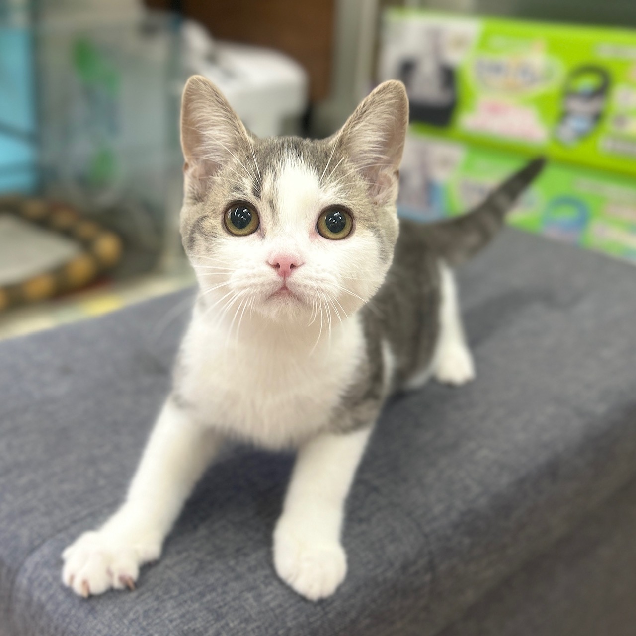 神奈川県のスコティッシュフォールド (にゃんこハウスPAW/2025年11月10日生まれ/男の子/ブルータビーホワイト)の子猫の1枚目の画像
