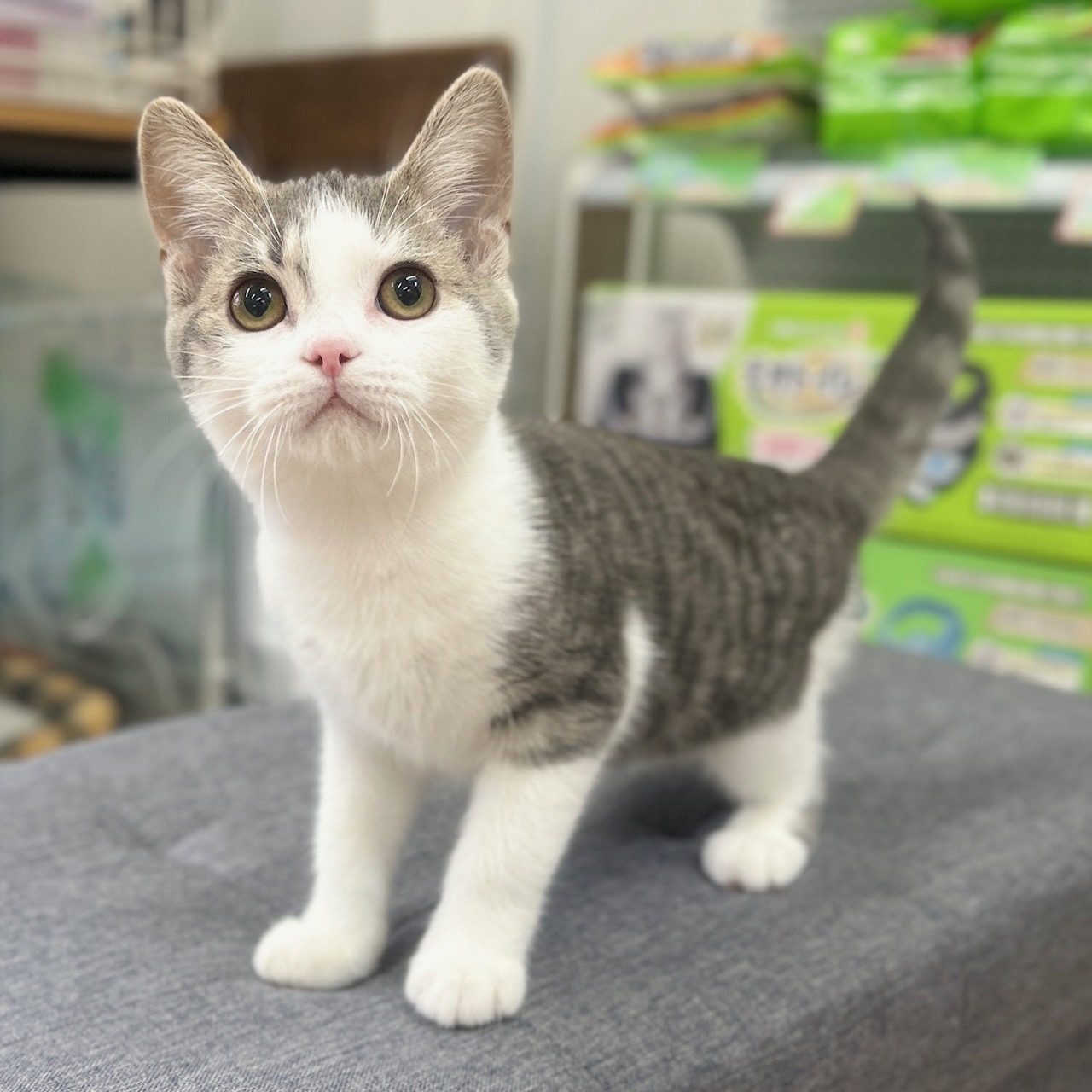 神奈川県のスコティッシュフォールド (にゃんこハウスPAW/2025年11月10日生まれ/男の子/ブルータビーホワイト)の子猫の2枚目の画像