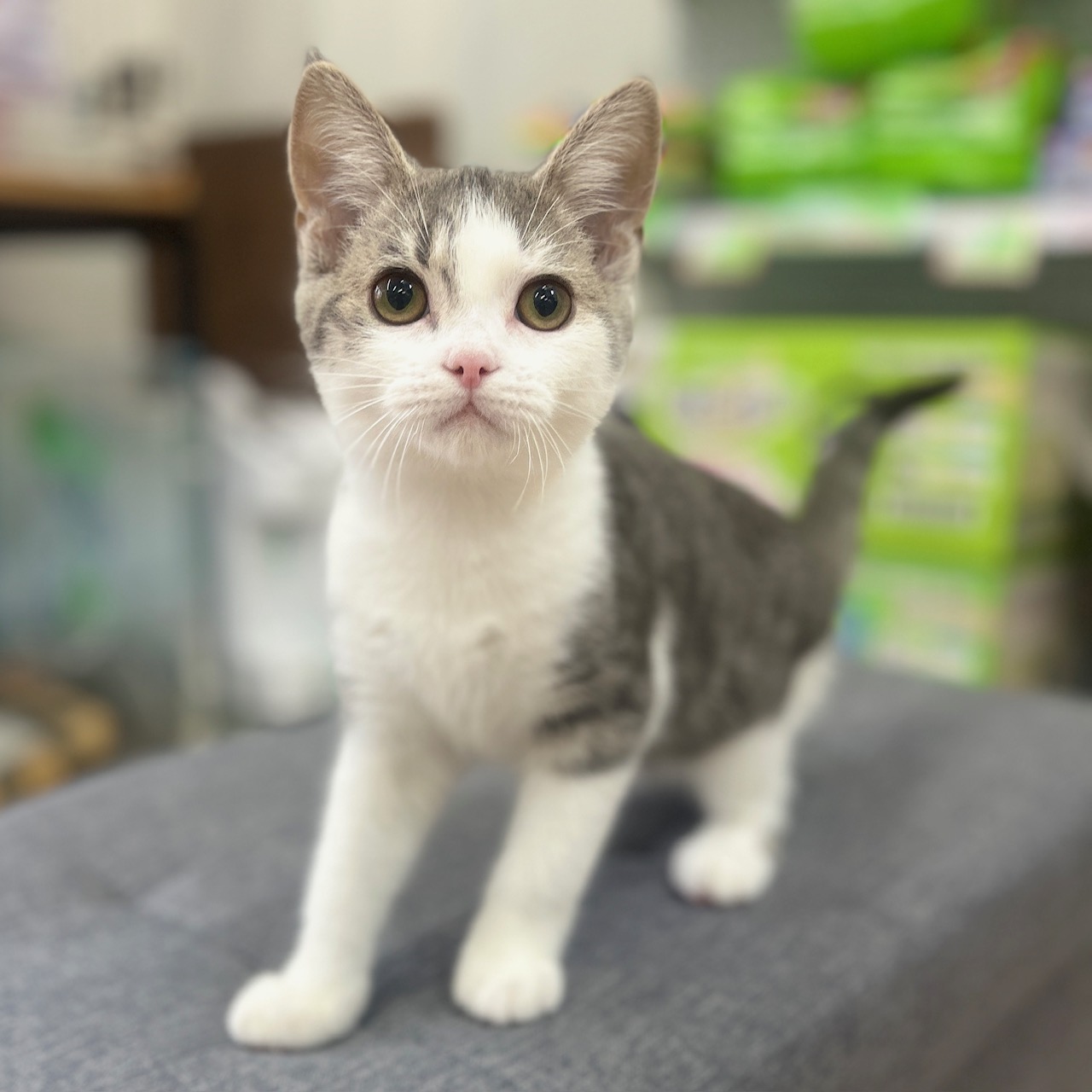 神奈川県のスコティッシュフォールド (にゃんこハウスPAW/2025年11月10日生まれ/男の子/ブルータビーホワイト)の子猫の3枚目の画像