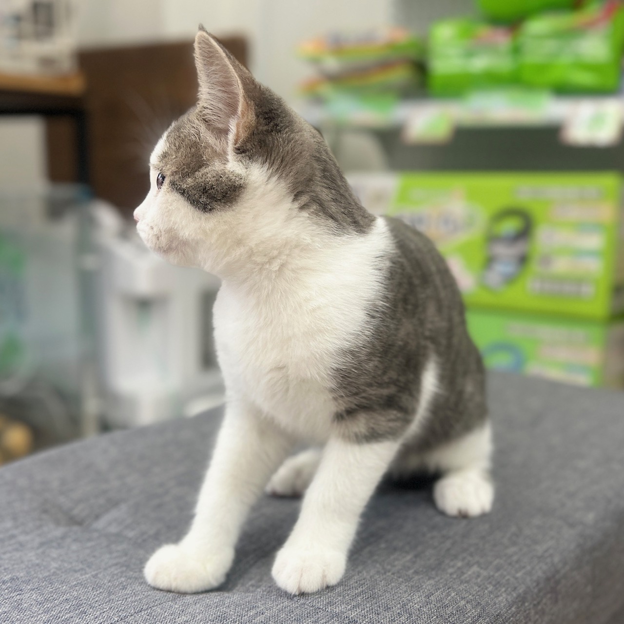 神奈川県のスコティッシュフォールド (にゃんこハウスPAW/2025年11月10日生まれ/男の子/ブルータビーホワイト)の子猫の4枚目の画像