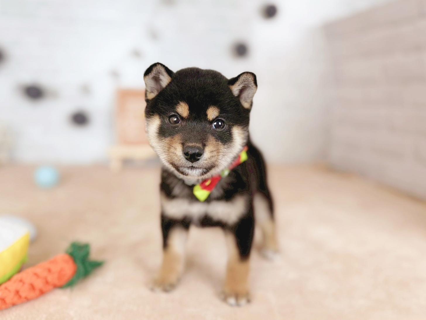 北海道の柴犬(標準サイズ) (ペットショップだんぼ/2025年9月14日生まれ/男の子/黒)の子犬の1枚目の画像