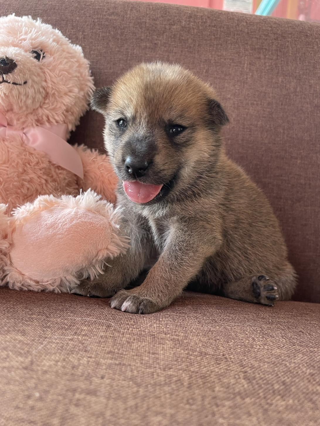 神奈川県の豆柴 (Puppyカフェ/2025年4月11日生まれ/男の子/赤)の子犬