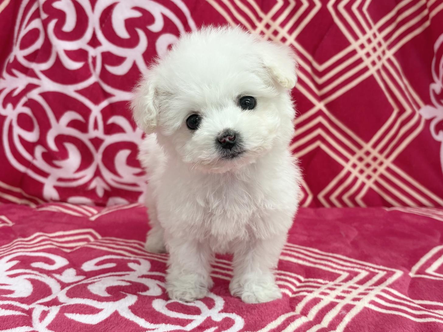 愛知県のビションフリーゼ (ハピースペット春日井アミーゴ店/2025年12月30日生まれ/女の子/ホワイト)の子犬の1枚目の画像