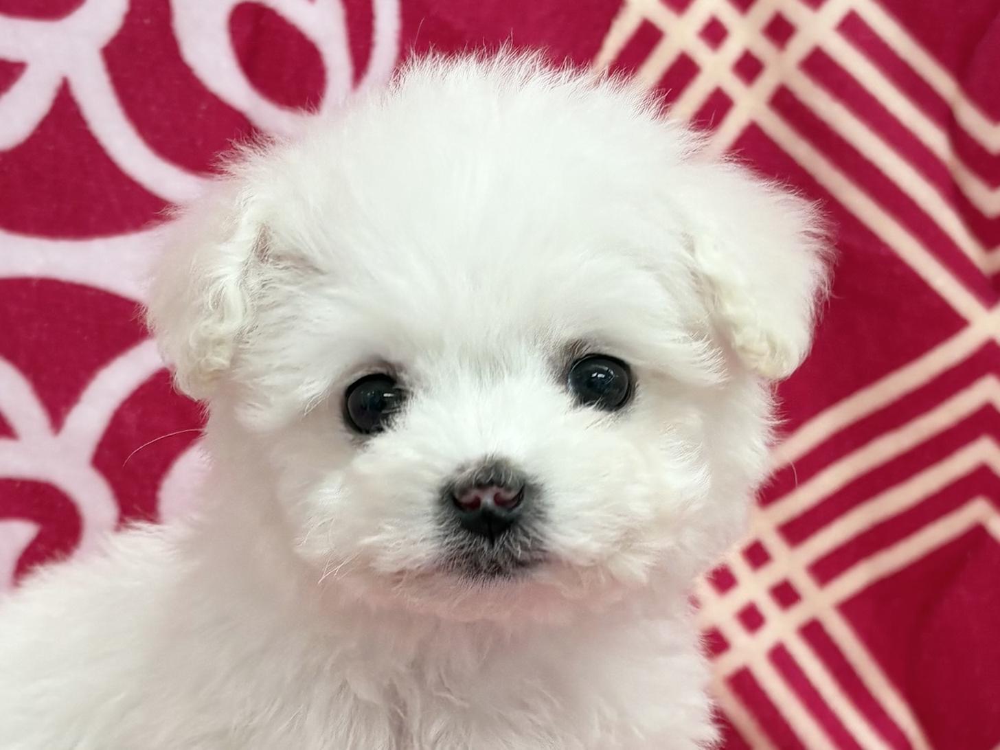 愛知県のビションフリーゼ (ハピースペット春日井アミーゴ店/2025年12月30日生まれ/女の子/ホワイト)の子犬の2枚目の画像