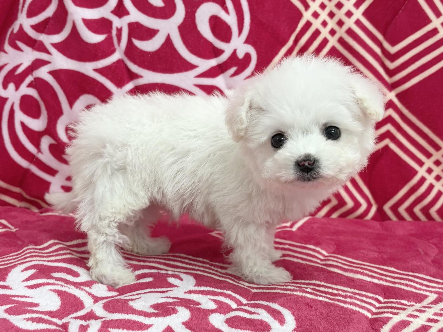 愛知県のビションフリーゼ (ハピースペット春日井アミーゴ店/2025年12月30日生まれ/女の子/ホワイト)の子犬の3枚目の画像