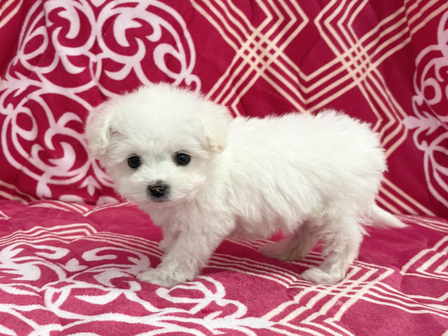 愛知県のビションフリーゼ (ハピースペット春日井アミーゴ店/2025年12月30日生まれ/女の子/ホワイト)の子犬の4枚目の画像