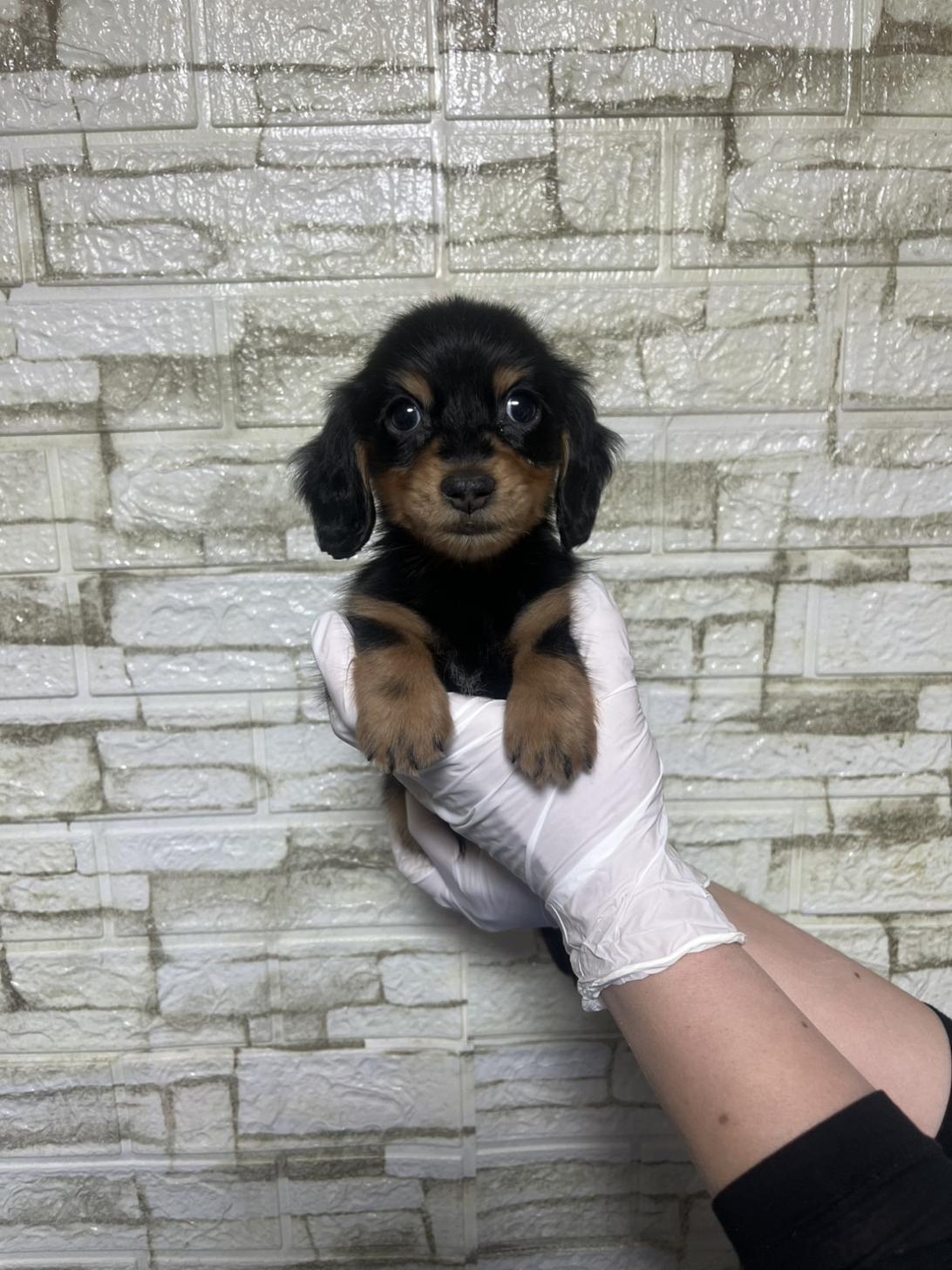 埼玉県のミニチュアダックスフンド(ロング) (ペッツスマイル南中野店/2026年1月7日生まれ/男の子/ブラックタン)の子犬の1枚目の画像