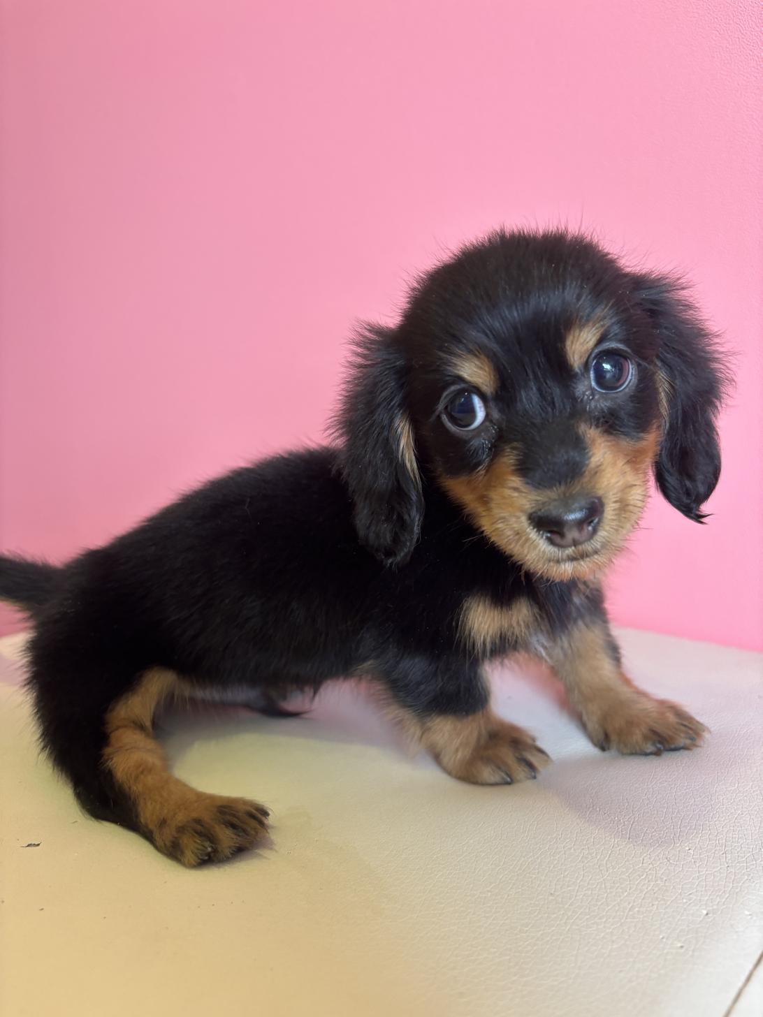 埼玉県のミニチュアダックスフンド(ロング) (ペッツスマイル南中野店/2026年1月7日生まれ/男の子/ブラックタン)の子犬の1枚目の画像