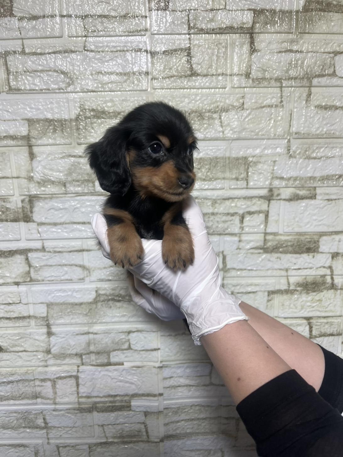 埼玉県のミニチュアダックスフンド(ロング) (ペッツスマイル南中野店/2026年1月7日生まれ/男の子/ブラックタン)の子犬の2枚目の画像