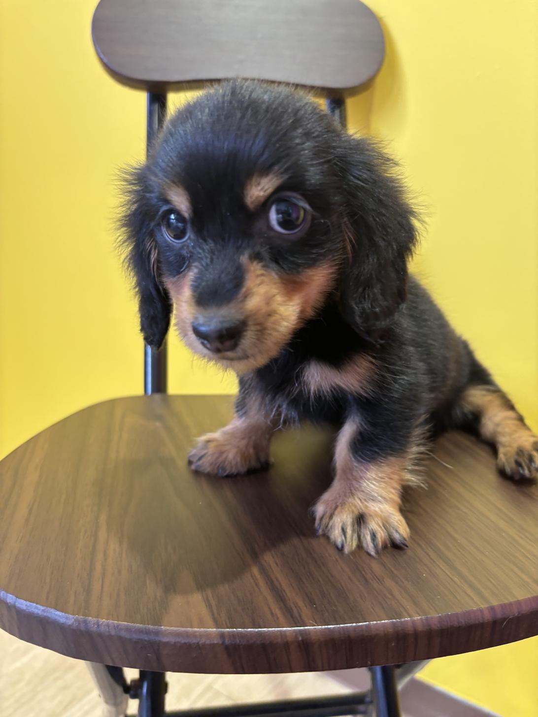 埼玉県のミニチュアダックスフンド(ロング) (ペッツスマイル南中野店/2026年1月7日生まれ/男の子/ブラックタン)の子犬の2枚目の画像