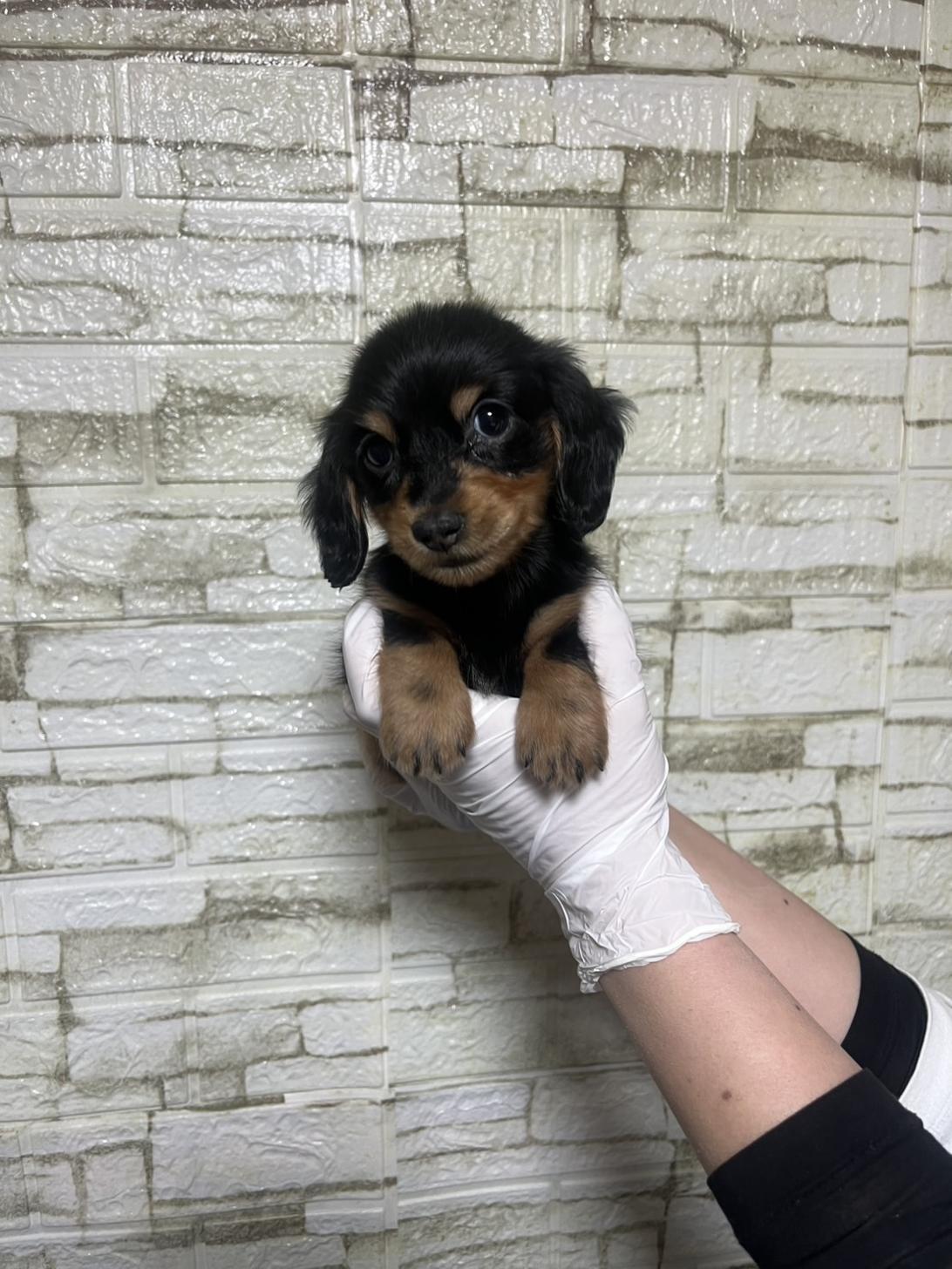 埼玉県のミニチュアダックスフンド(ロング) (ペッツスマイル南中野店/2026年1月7日生まれ/男の子/ブラックタン)の子犬の3枚目の画像