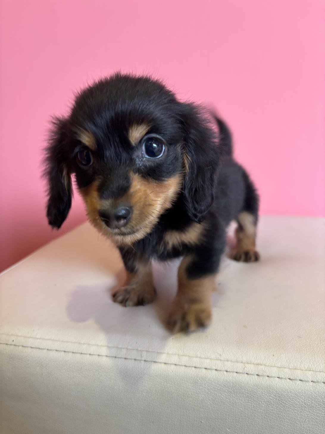埼玉県のミニチュアダックスフンド(ロング) (ペッツスマイル南中野店/2026年1月7日生まれ/男の子/ブラックタン)の子犬の3枚目の画像