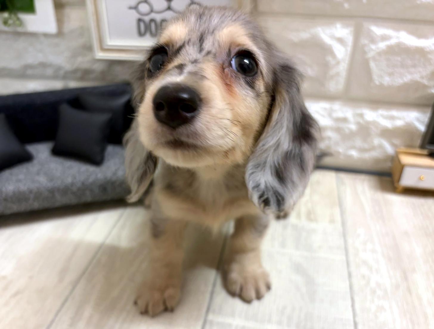和歌山県のミニチュアダックスフンド(ロング) (DOGMAN和歌山店/2026年5月18日生まれ/女の子/シルバーダップル)の子犬の3枚目の画像