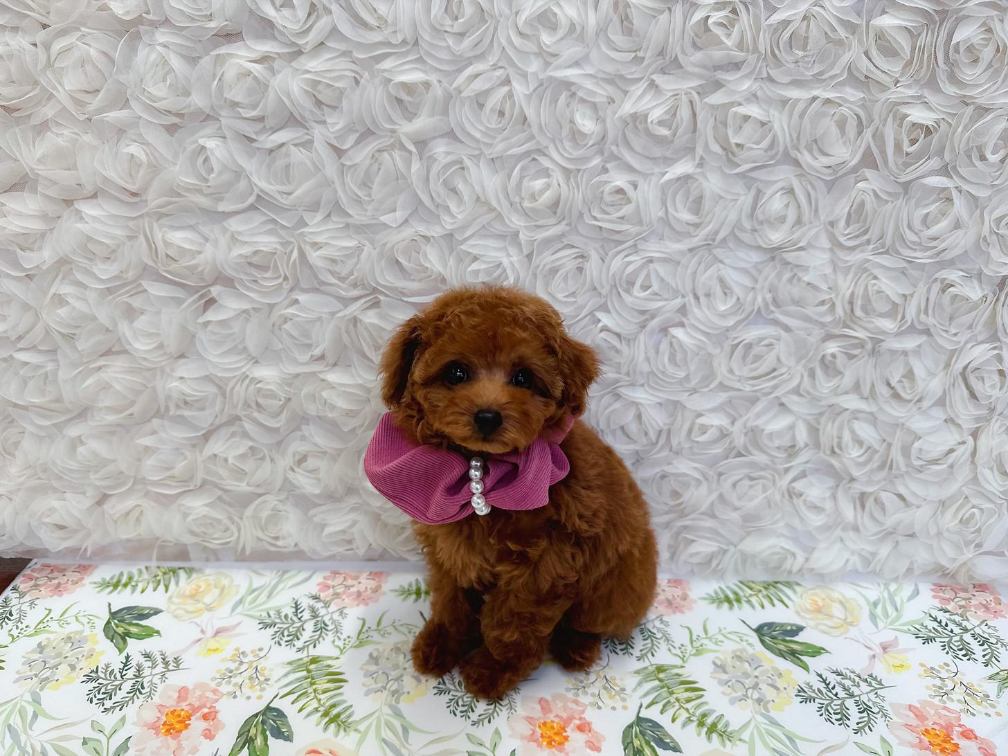 福岡県のタイニープードル (ぱぴぷぺっと福岡店/2020年6月10日生まれ/女の子/レッド)の子犬の4枚目の画像