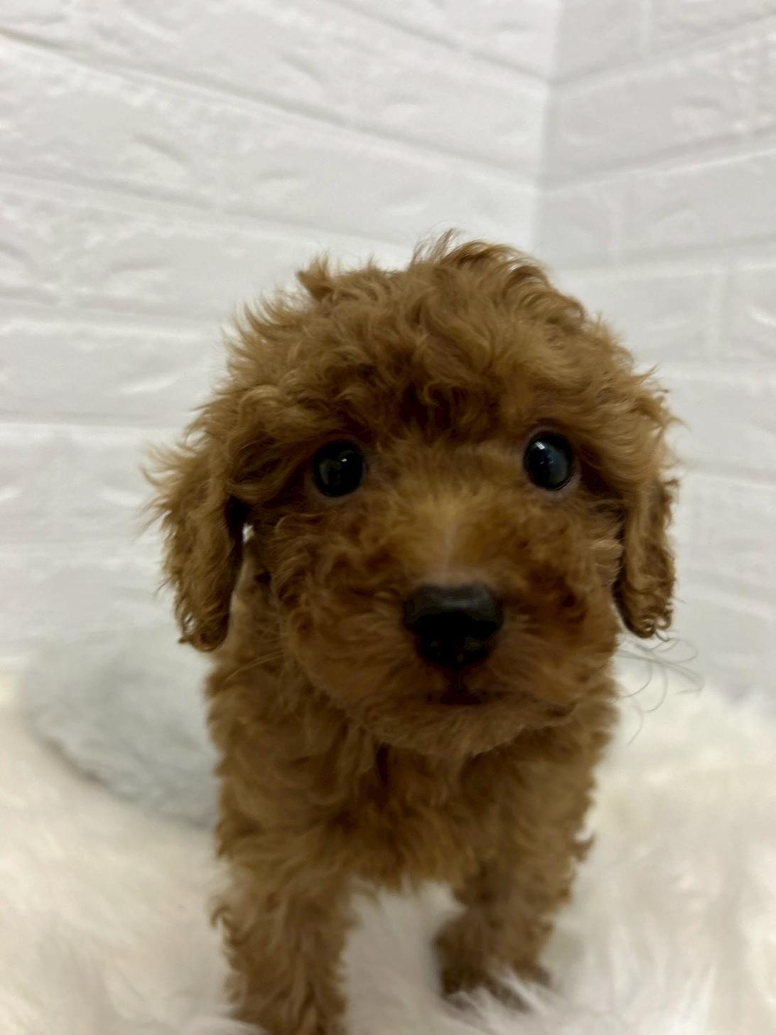 東京都のトイプードル(タイニー) (ペットショップcoco東京港区店/2026年1月11日生まれ/男の子/アプリコット)の子犬