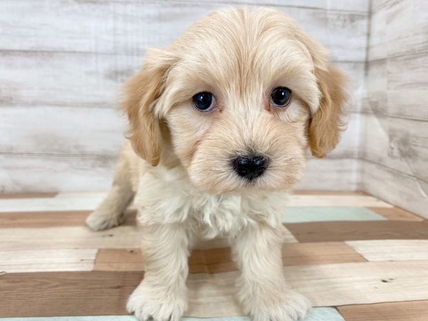 新潟県のマルプー(マルチーズ×プードル) (竹内ペット 新津本店/2025年11月17日生まれ/女の子/クリーム)の子犬の1枚目の画像