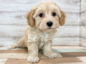 新潟県のマルプー(マルチーズ×プードル) (竹内ペット 新津本店/2025年11月17日生まれ/女の子/クリーム)の子犬の2枚目の画像