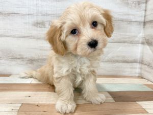 新潟県のマルプー(マルチーズ×プードル) (竹内ペット 新津本店/2025年11月17日生まれ/女の子/クリーム)の子犬の3枚目の画像