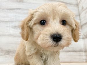 新潟県のマルプー(マルチーズ×プードル) (竹内ペット 新津本店/2025年11月17日生まれ/女の子/クリーム)の子犬の4枚目の画像