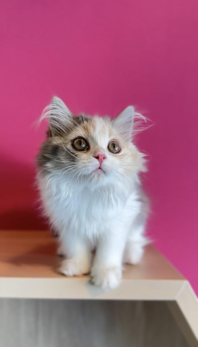 埼玉県のスコティッシュフォールド (PET SHOP Tiny tales/2025年8月13日生まれ/女の子/ダイリュートキャリコ)の子猫の1枚目の画像