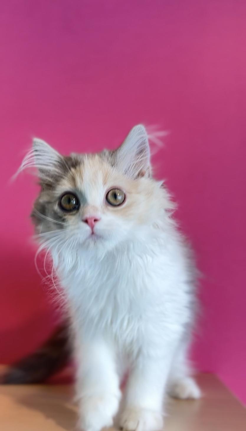 埼玉県のスコティッシュフォールド (PET SHOP Tiny tales/2025年8月13日生まれ/女の子/ダイリュートキャリコ)の子猫の2枚目の画像