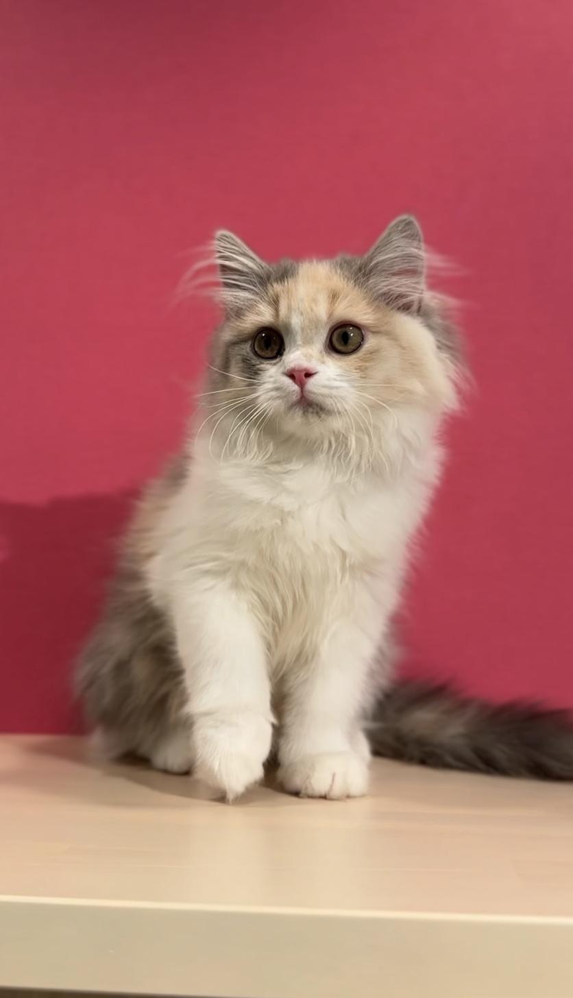 埼玉県のスコティッシュフォールド (PET SHOP Tiny tales/2025年8月13日生まれ/女の子/ダイリュートキャリコ)の子猫の3枚目の画像