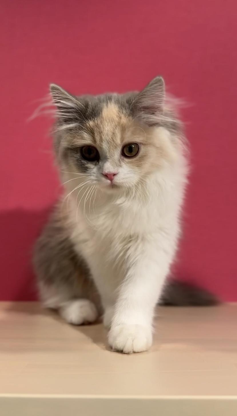 埼玉県のスコティッシュフォールド (PET SHOP Tiny tales/2025年8月13日生まれ/女の子/ダイリュートキャリコ)の子猫の4枚目の画像