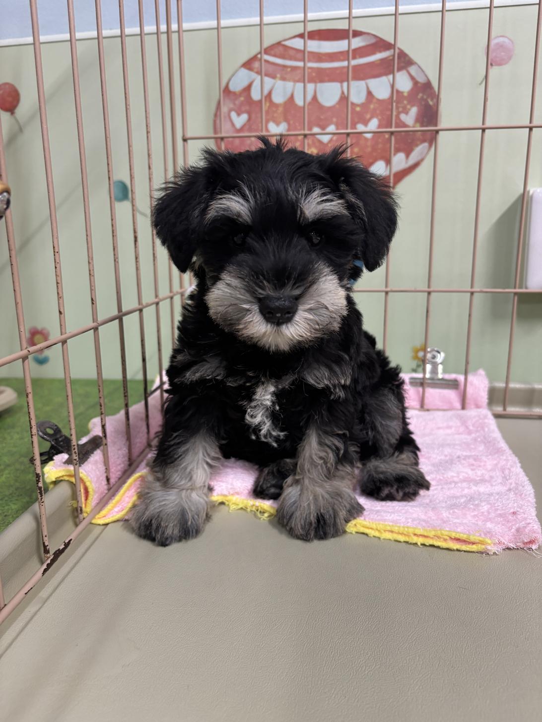 愛知県のミニチュアシュナウザー (子いぬの足あと/2026年2月8日生まれ/女の子/ブラックシルバー)の子犬