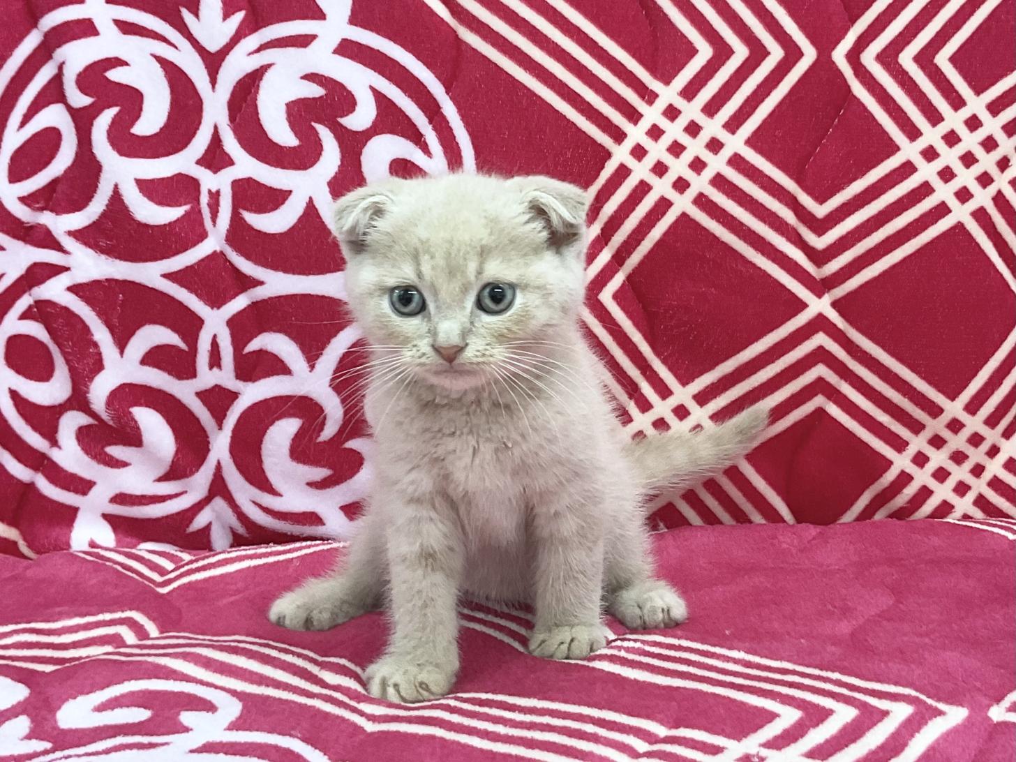 愛知県のスコティッシュフォールド (ハピースペット春日井アミーゴ店/2026年2月18日生まれ/男の子/クリームマッカレルタビー)の子猫の1枚目の画像