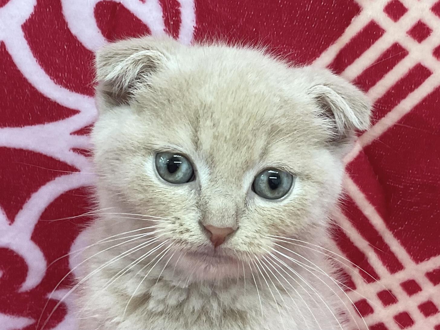 愛知県のスコティッシュフォールド (ハピースペット春日井アミーゴ店/2026年2月18日生まれ/男の子/クリームマッカレルタビー)の子猫の2枚目の画像