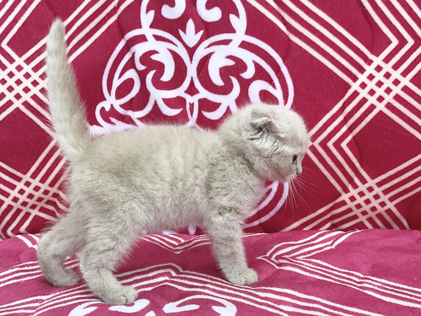 愛知県のスコティッシュフォールド (ハピースペット春日井アミーゴ店/2026年2月18日生まれ/男の子/クリームマッカレルタビー)の子猫の3枚目の画像