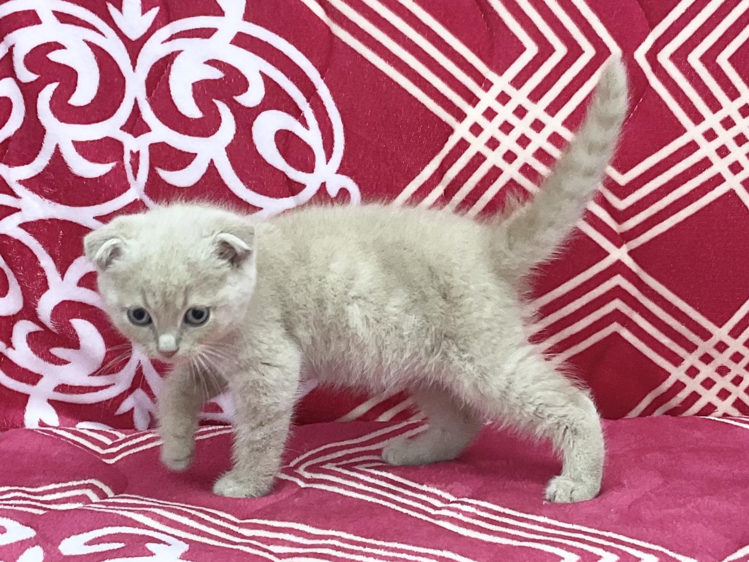 愛知県のスコティッシュフォールド (ハピースペット春日井アミーゴ店/2026年2月18日生まれ/男の子/クリームマッカレルタビー)の子猫の4枚目の画像