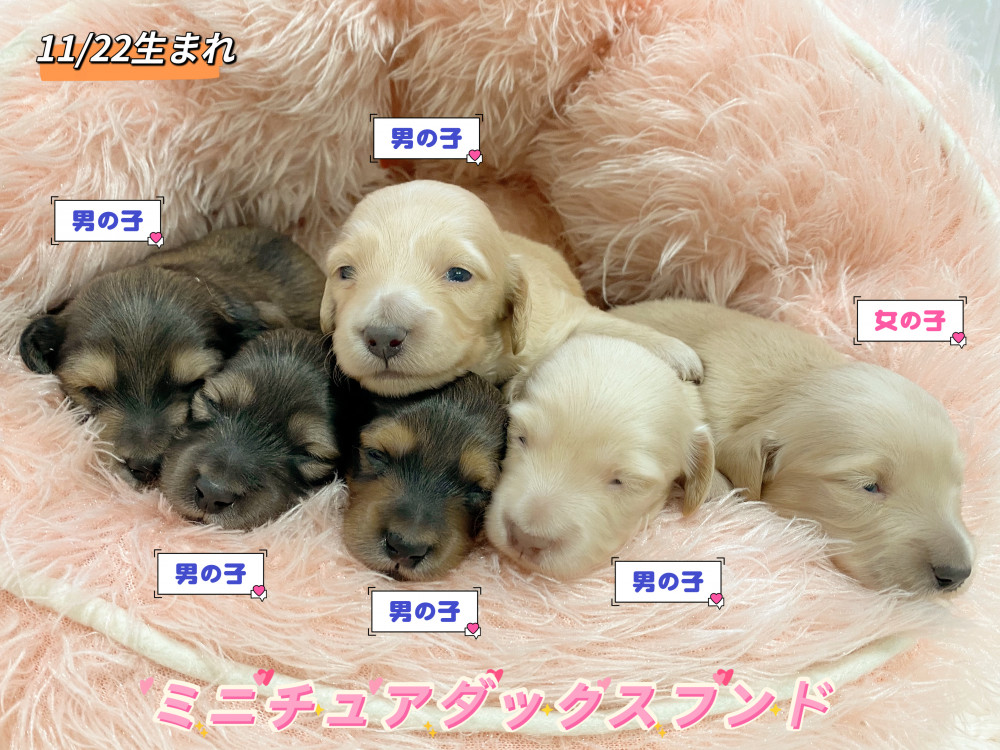 新潟県のミニチュアダックスフンド(ロング) (竹内ペット 新津本店/2025年11月22日生まれ/男の子/その他色)の子犬の1枚目の画像