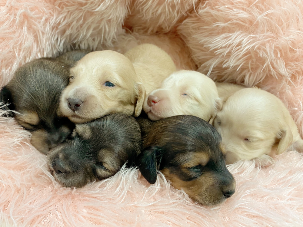 新潟県のミニチュアダックスフンド(ロング) (竹内ペット 新津本店/2025年11月22日生まれ/男の子/その他色)の子犬の2枚目の画像