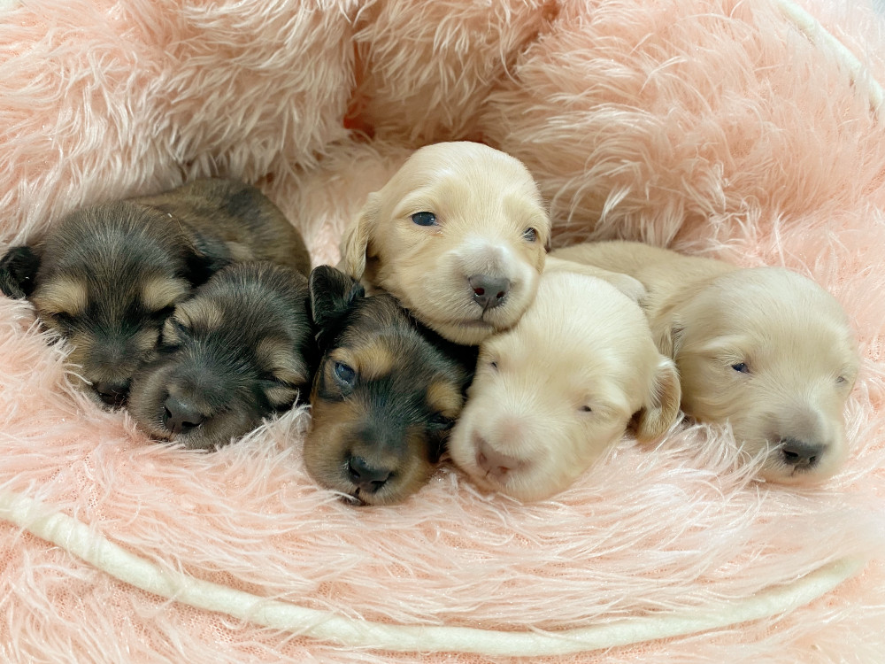 新潟県のミニチュアダックスフンド(ロング) (竹内ペット 新津本店/2025年11月22日生まれ/男の子/その他色)の子犬の3枚目の画像