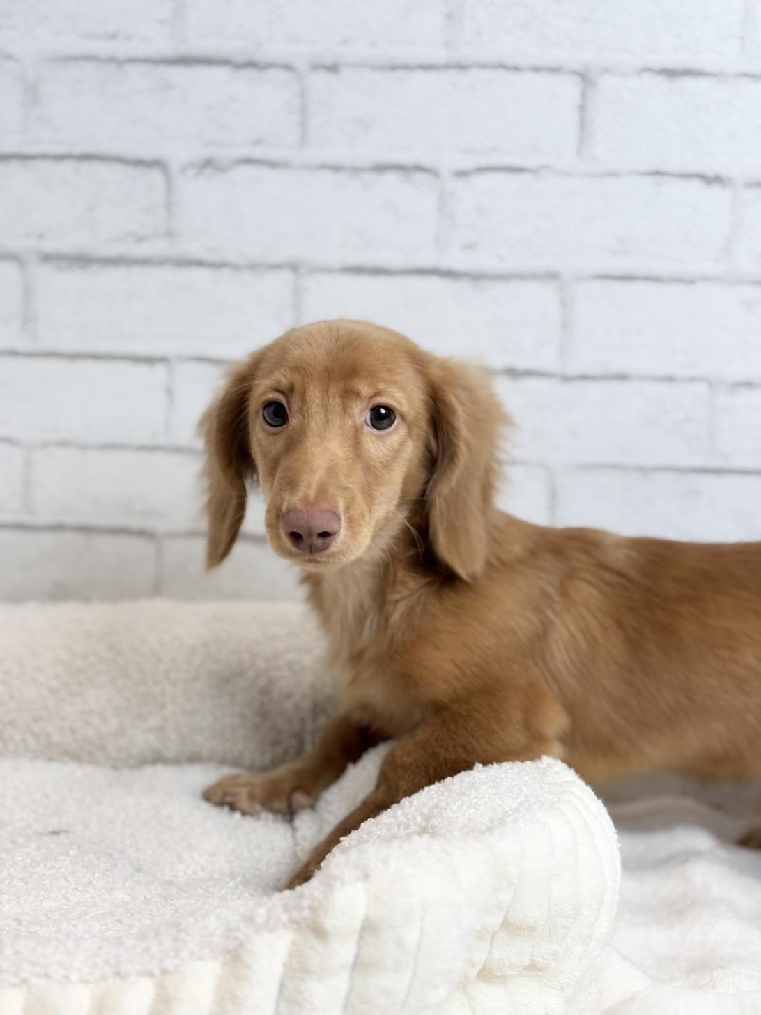 埼玉県のカニンヘンダックスフンド(ロング) (ペッツスマイル加須インター店/2025年5月24日生まれ/男の子/レッド)の子犬の1枚目の画像