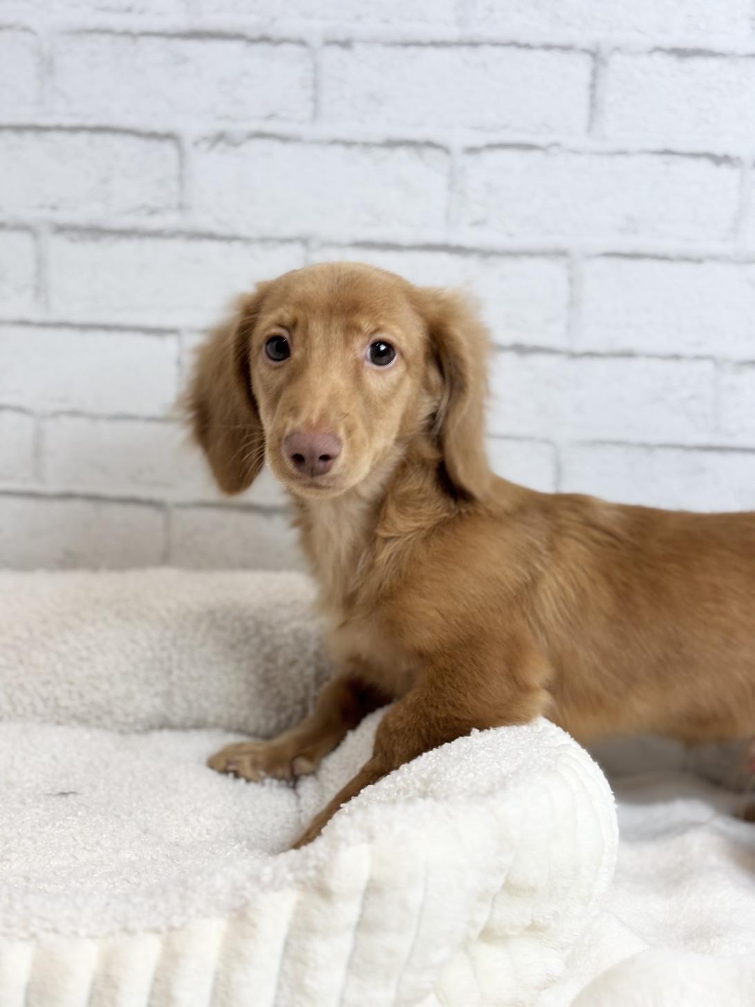 埼玉県のカニンヘンダックスフンド(ロング) (ペッツスマイル加須インター店/2025年5月24日生まれ/男の子/レッド)の子犬の2枚目の画像