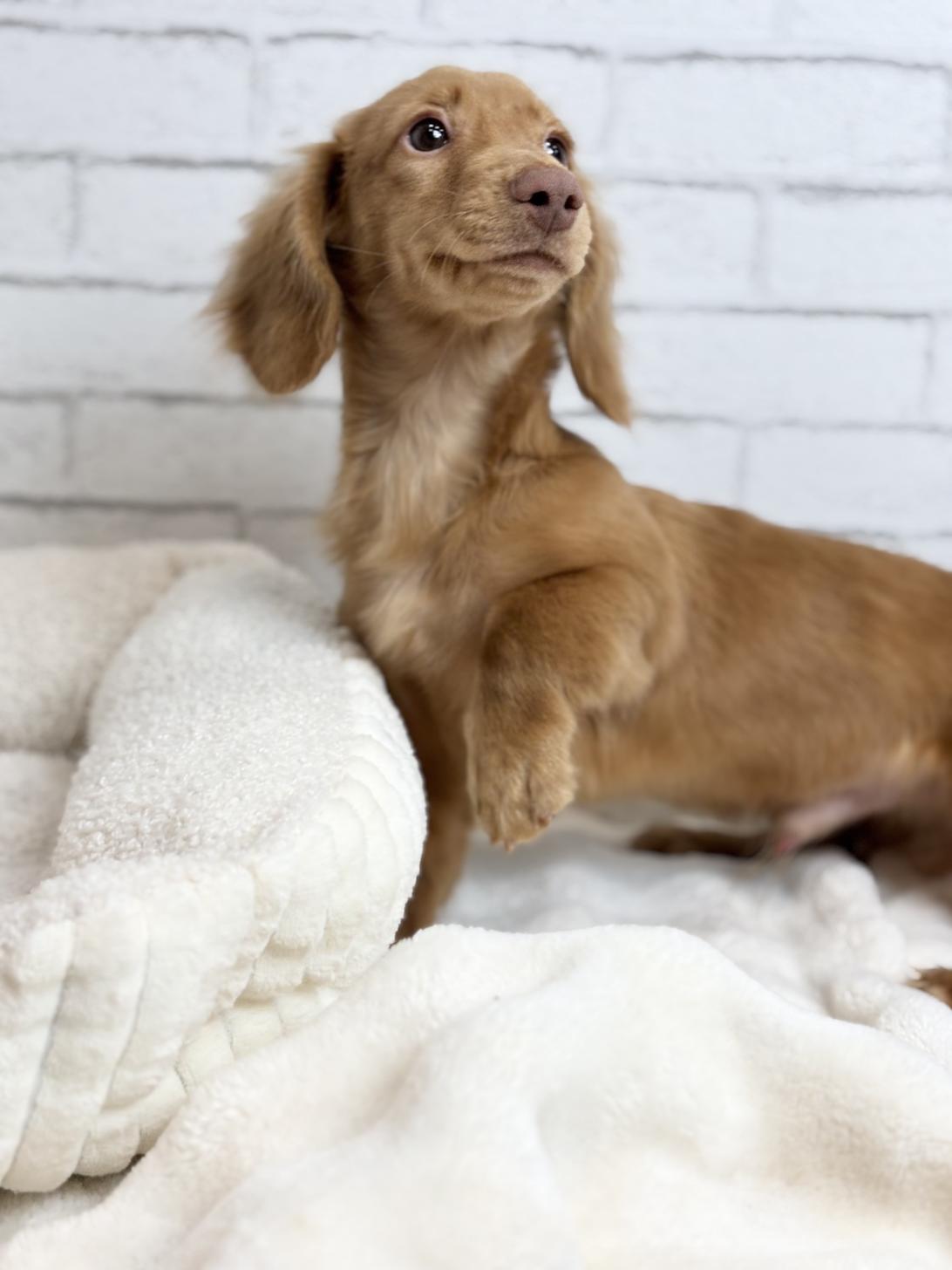 埼玉県のカニンヘンダックスフンド(ロング) (ペッツスマイル加須インター店/2025年5月24日生まれ/男の子/レッド)の子犬の3枚目の画像