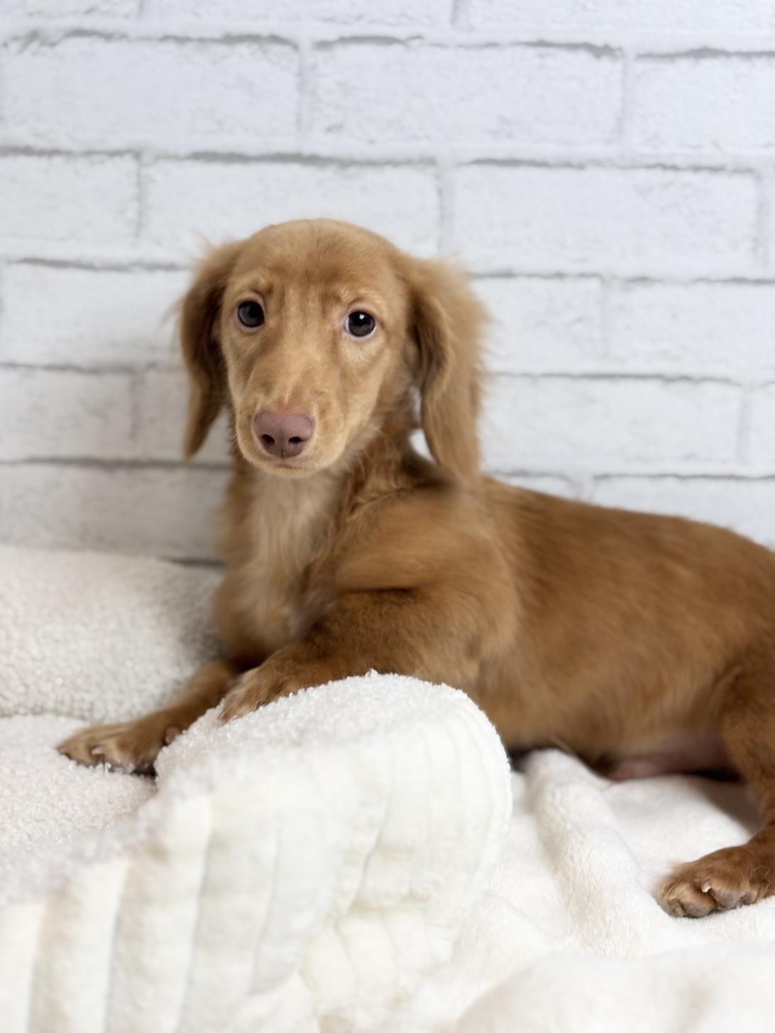 埼玉県のカニンヘンダックスフンド(ロング) (ペッツスマイル加須インター店/2025年5月24日生まれ/男の子/レッド)の子犬の4枚目の画像