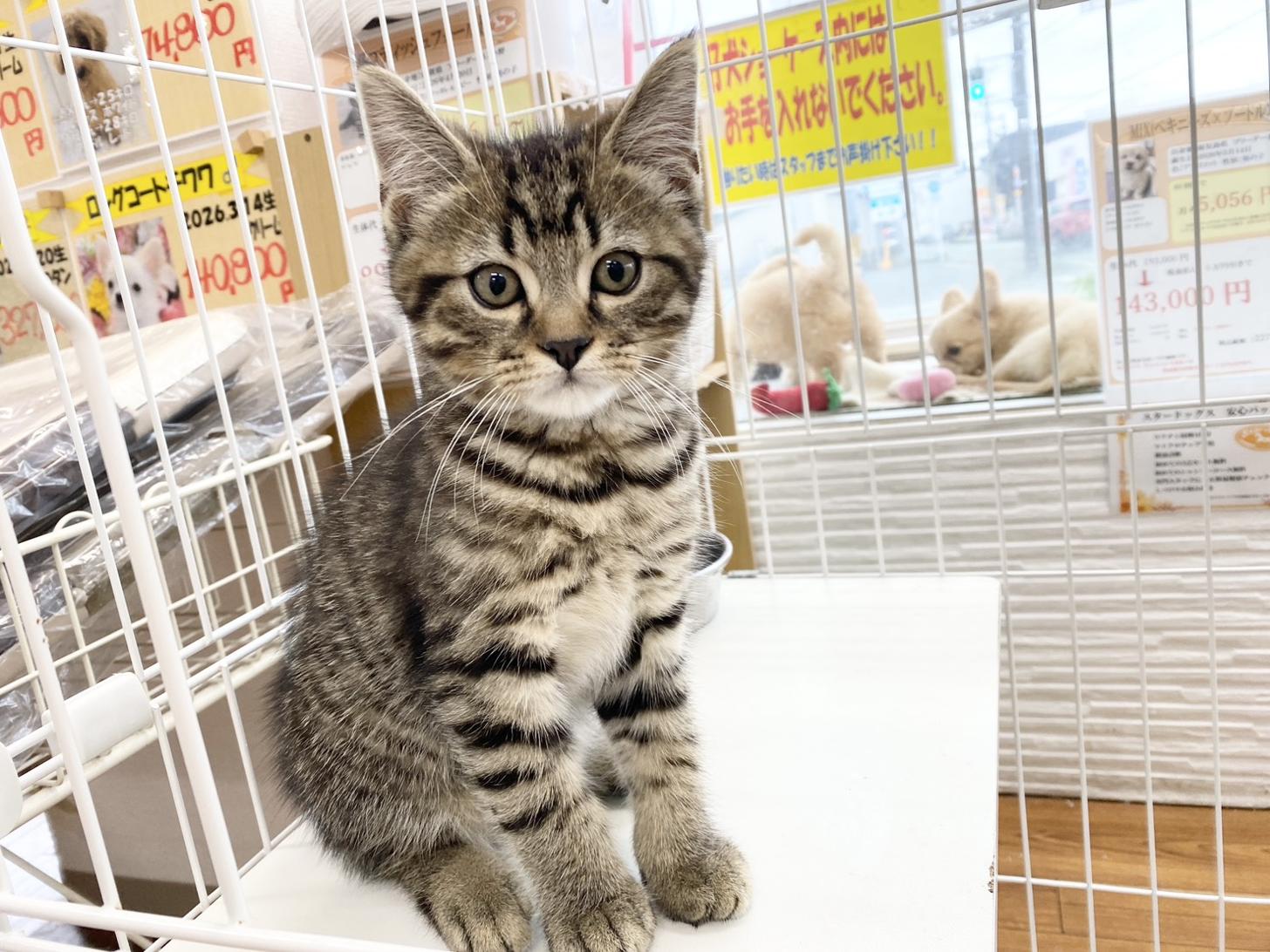 熊本県のスコティッシュフォールド (スタードッグス新熊本店/2026年4月20日生まれ/男の子/ブラウンマッカレルタビー)の子猫の1枚目の画像