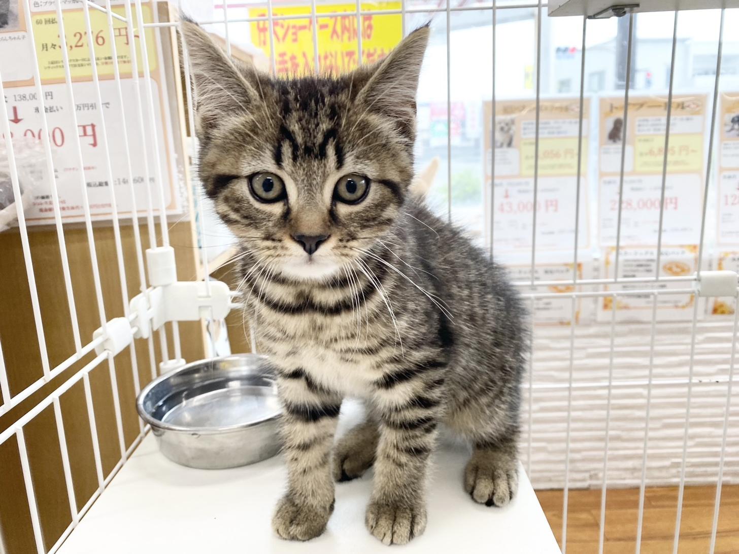 熊本県のスコティッシュフォールド (スタードッグス新熊本店/2026年4月20日生まれ/男の子/ブラウンマッカレルタビー)の子猫の2枚目の画像
