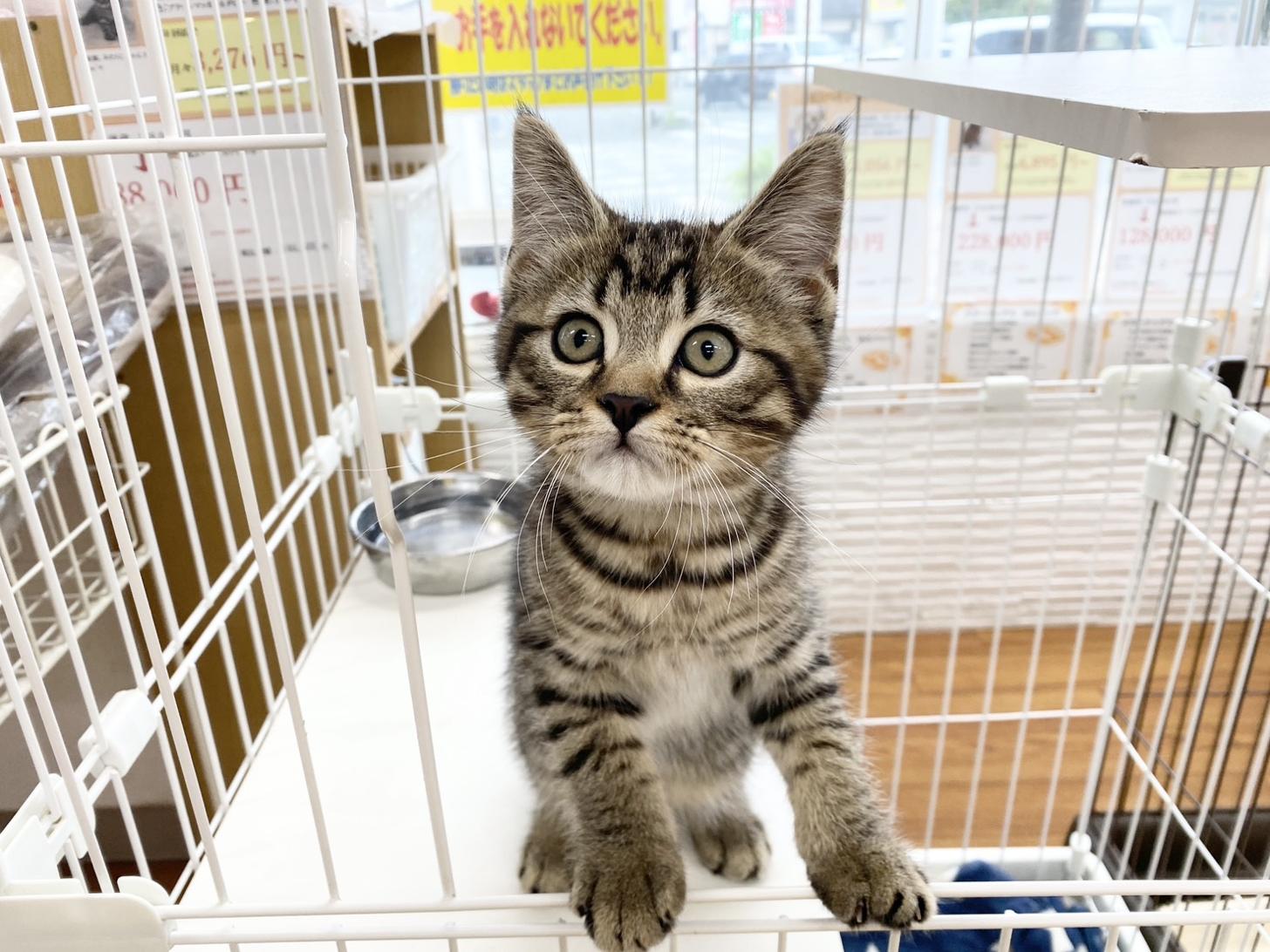 熊本県のスコティッシュフォールド (スタードッグス新熊本店/2026年4月20日生まれ/男の子/ブラウンマッカレルタビー)の子猫の3枚目の画像