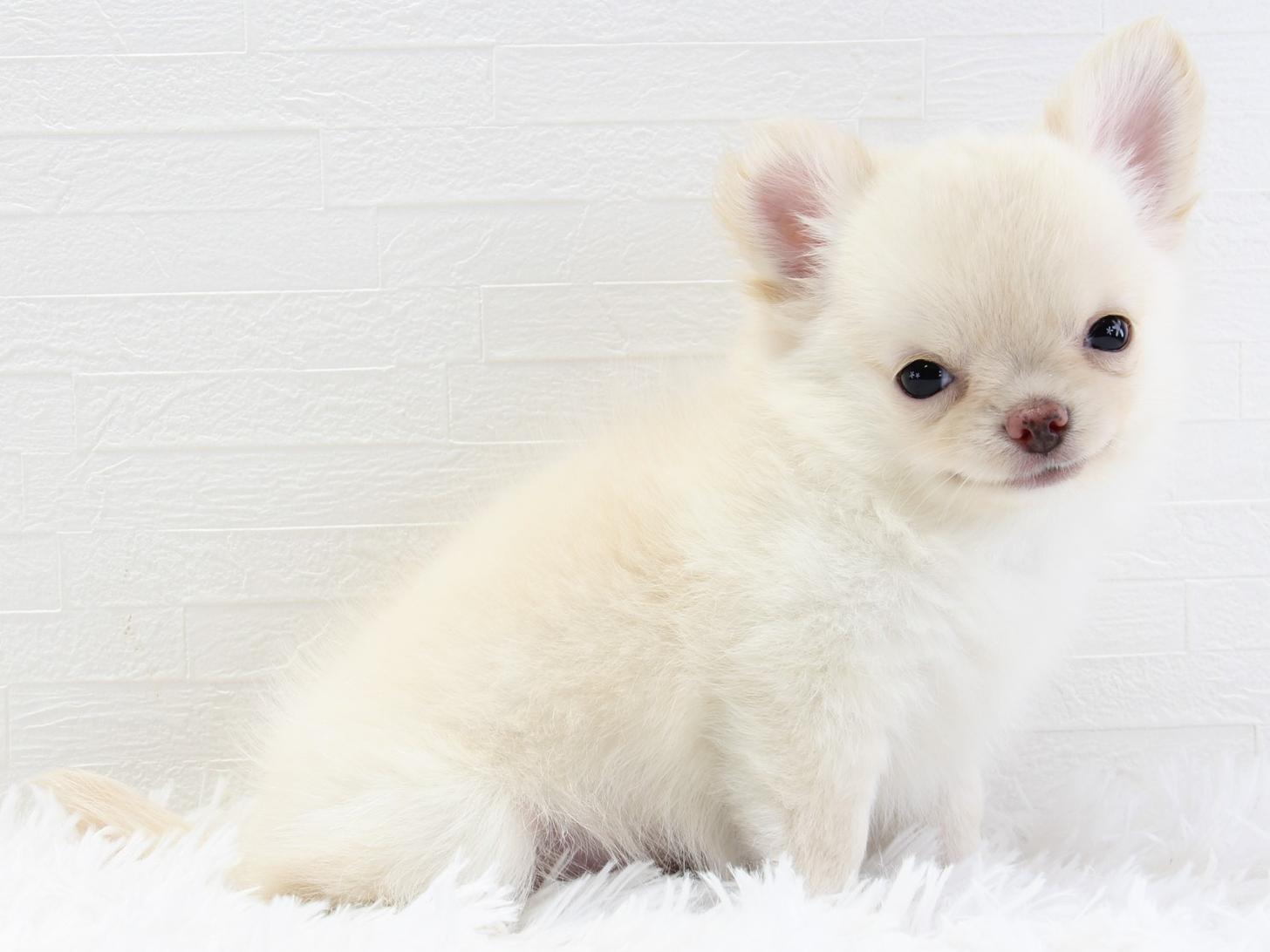 愛知県のチワワ(ロング) (猫福家 名古屋南店/2025年5月17日生まれ/男の子/クリーム)の子犬の1枚目の画像