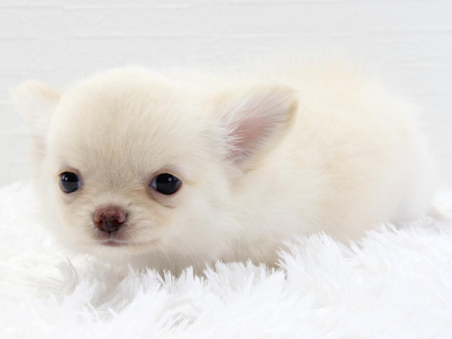 愛知県のチワワ(ロング) (猫福家 名古屋南店/2025年5月17日生まれ/男の子/クリーム)の子犬の2枚目の画像